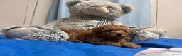 Miniature Poodle dogs for sale: 🐾 Adorable  Poodle Puppies for Sale! 🐾 - Advert 27