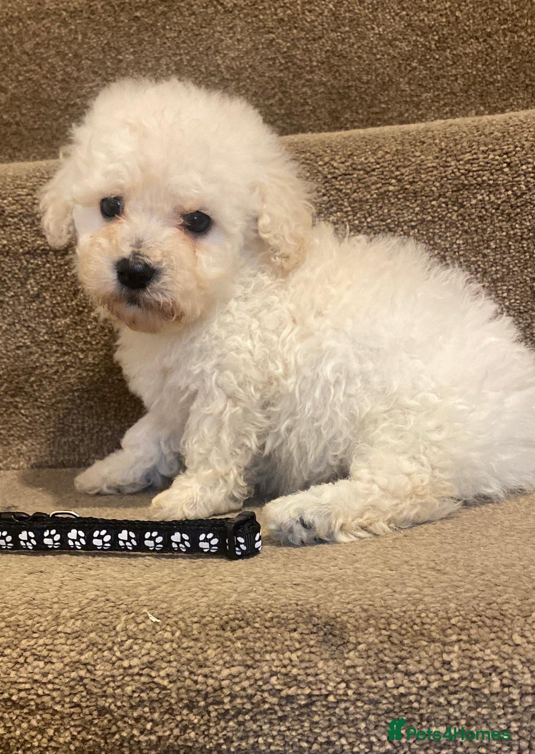 Cavapoo dogs for sale: F2 cavapoo puppys - Advert 10