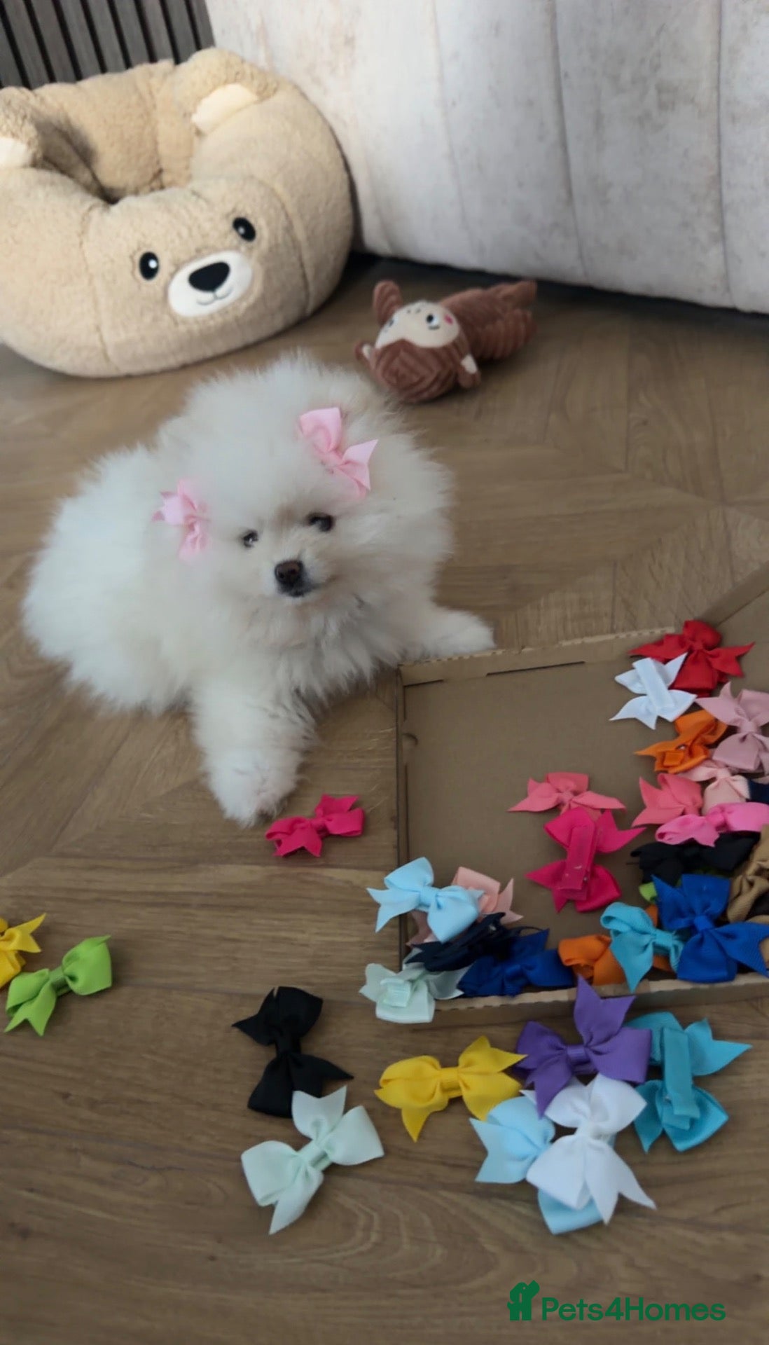 Pomeranian dogs miniature pomeranian  - Advert 1