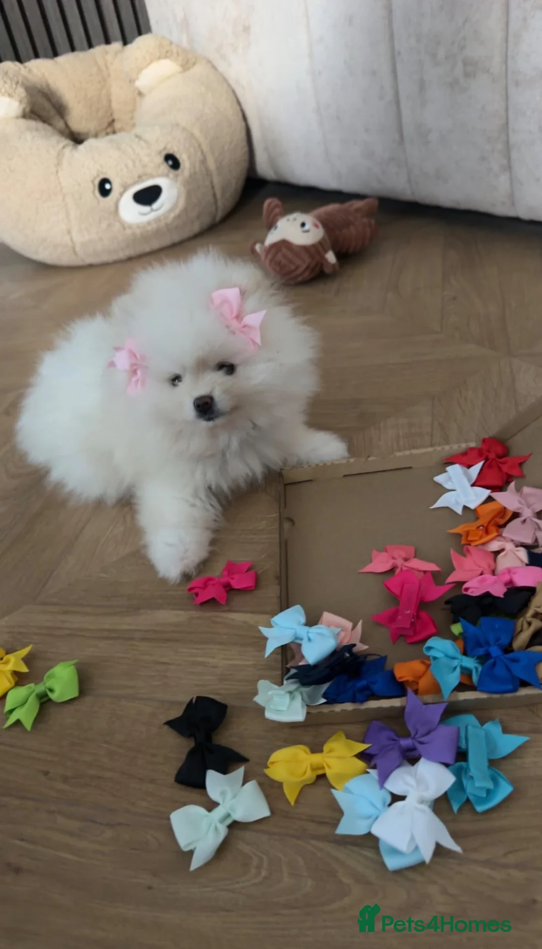 Pomeranian dogs for sale: miniature pomeranian  in Manchester - Advert 1