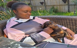 Dachshund dogs for sale: Loverly Dauchunds  - Image 2