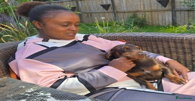 Dachshund dogs - Advert 6