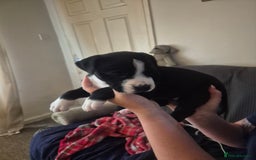 Mixed Breed dogs for sale: Litter of 7 beautiful puppies - Image 11