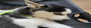Siberian Husky 1