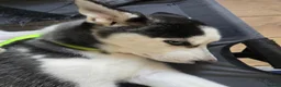 Siberian Husky dogs for sale: Two husky puppies for sale - Advert 11