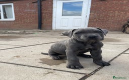 Cane Corso dogs for sale: Cane Corso puppies 9 week old 🫶❤️🫶 - Image 22