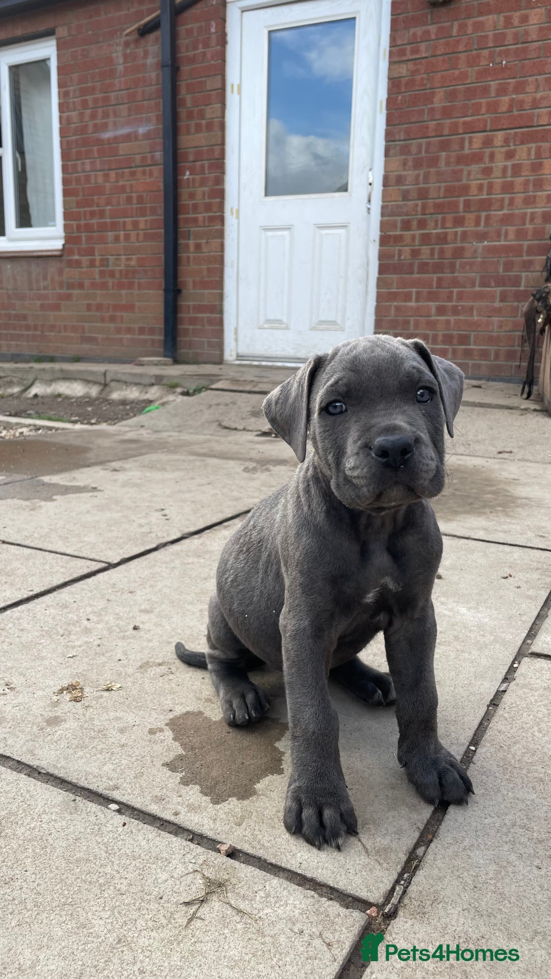 Cane Corso dogs for sale: Cane Corso puppies 9 week old 🫶❤️🫶 - Image 22