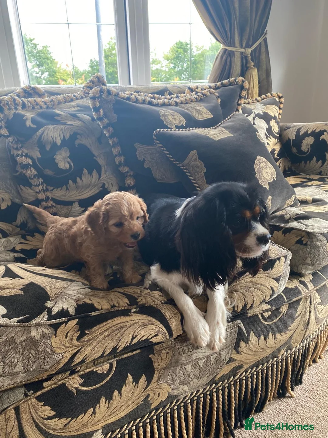 Cavapoo dogs for sale: Cavapoo F1 puppy girl  - Advert 2