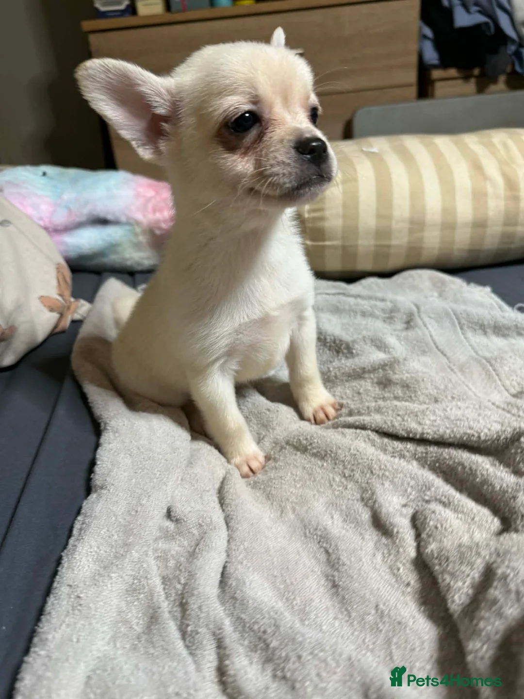 Mixed Breed dogs for sale: Frenchie x pom pups ready now - Advert 7