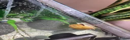 Snails invertebrates for sale: Golden mystery snail  in Hemel Hempstead - Advert 2