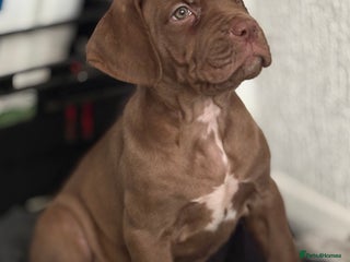 Cane Corso dogs - Advert 2
