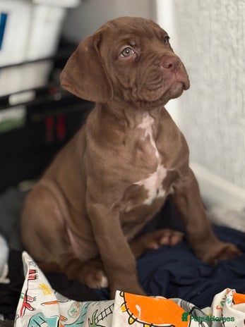 Cane Corso dogs - Advert 3