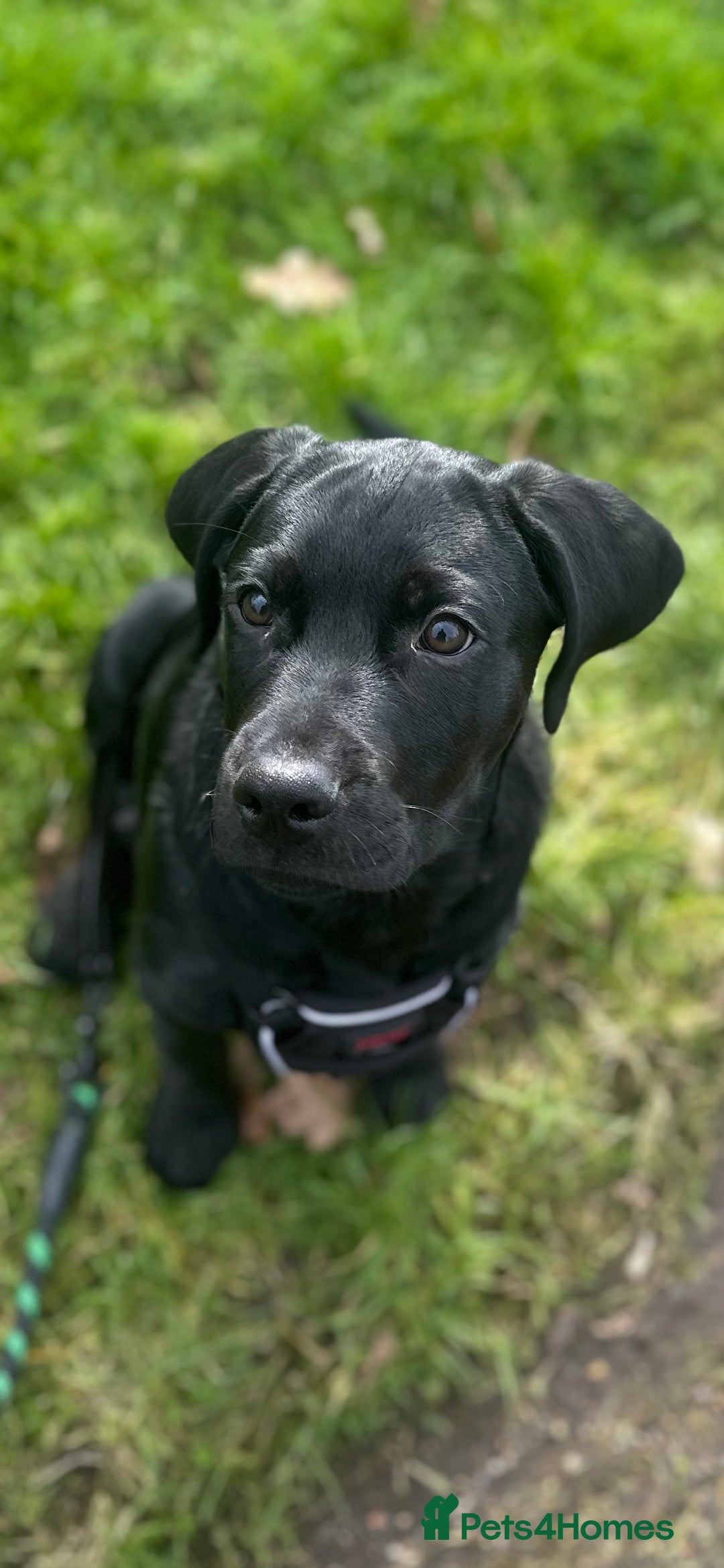Labrador Retriever dogs for sale: Black lab - Advert 5