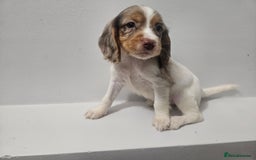 Cocker Spaniel dogs for sale: 5 Girl cocker spaniel puppies - Advert 7