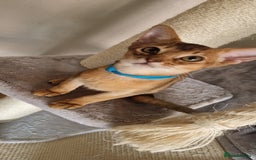 Abyssinian cats for sale: Pure Abyssinian kittens ❤️Ready to go 😍  - Image 33