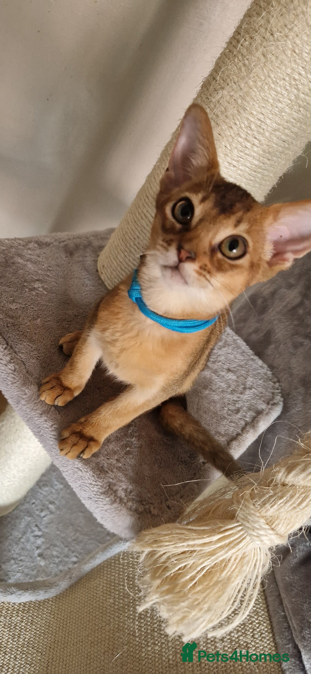Abyssinian cats for sale: Pure Abyssinian kittens ❤️Ready to go 😍  - Image 33