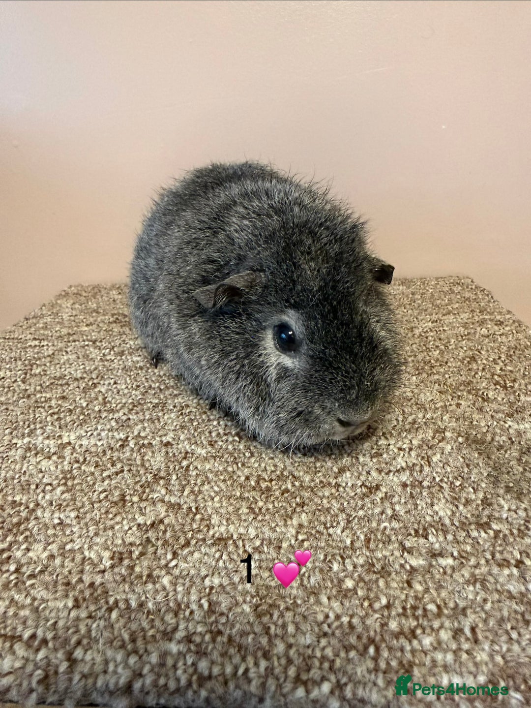 Guinea Pig rodents for sale: Rex & Teddy sows - Advert 2