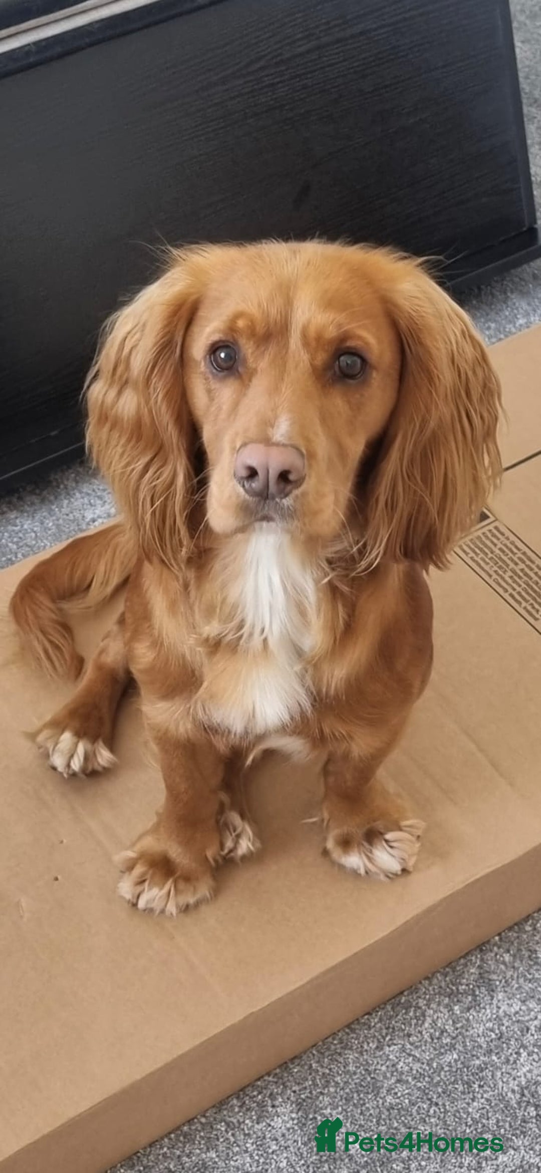 Sprocker dogs for sale: sprocker puppies black girl 1 left - Advert 3