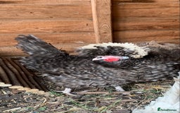 Hens poultry for sale: 2x polish frizzle - Image 1