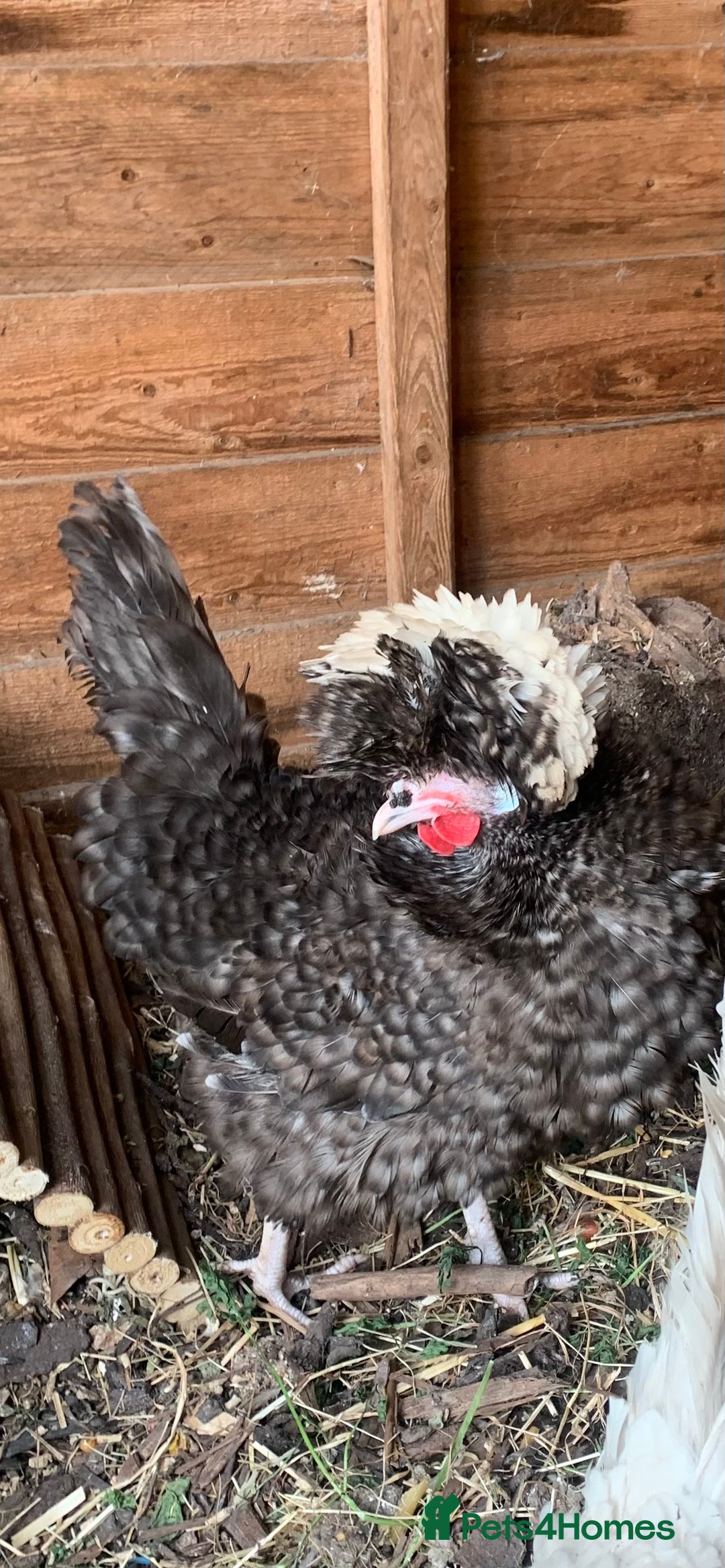 Hens poultry for sale: 2x polish frizzle - Image 1
