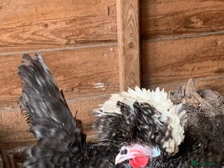 Hens poultry - Advert 9