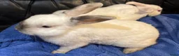 Mixed Breed rabbits for sale: 2 BUCKS  - Advert 3