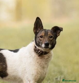 Mixed Breed dogs ❤️MARY❤️5 yo low-medium (knee size) brilliant girl - Advert 1