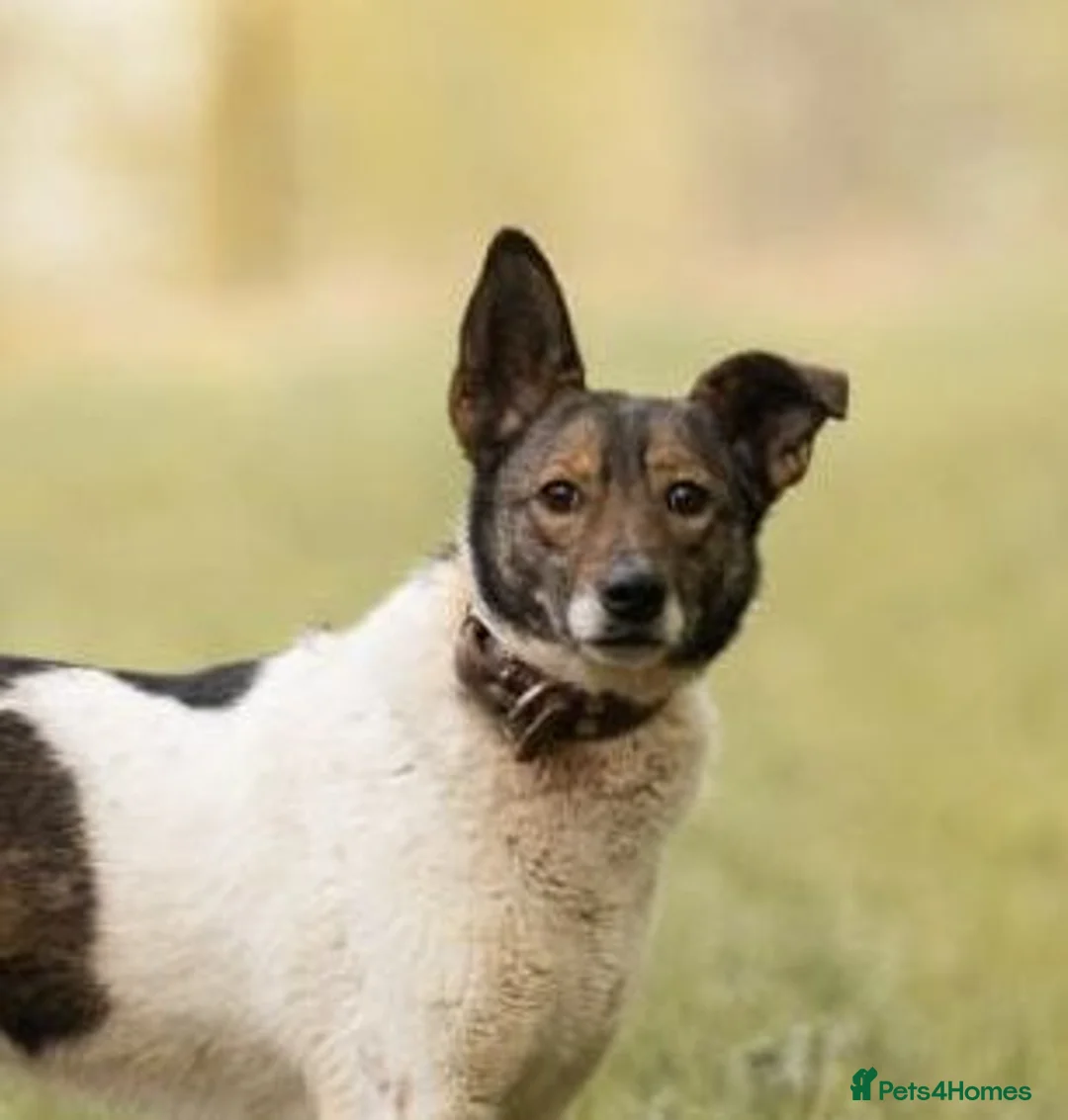 Mixed Breed dogs for adoption: ❤️MARY❤️5 yo low-medium (knee size) brilliant girl - Advert 1