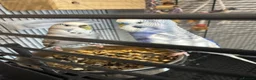 Budgerigars birds for sale: Two young budgies and full set up  in Stroud - Advert 3