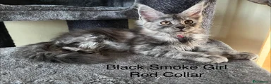 Maine Coon Kitten 4