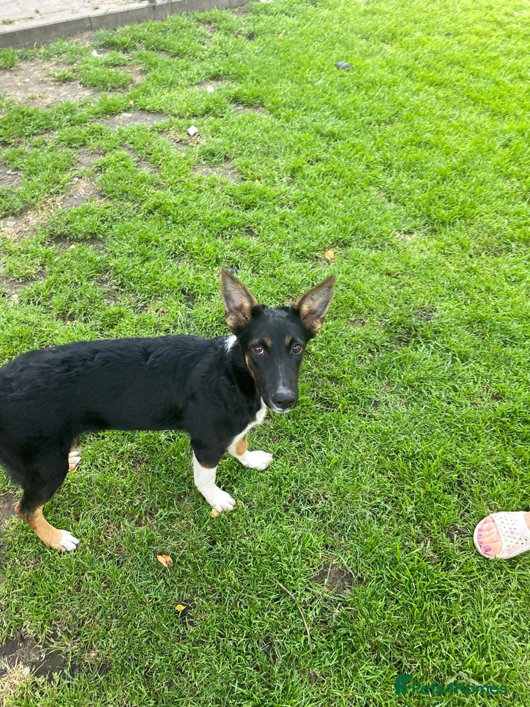 Mixed Breed dogs for adoption: 💖🐶 LINDA 🐶💖 - Image 10