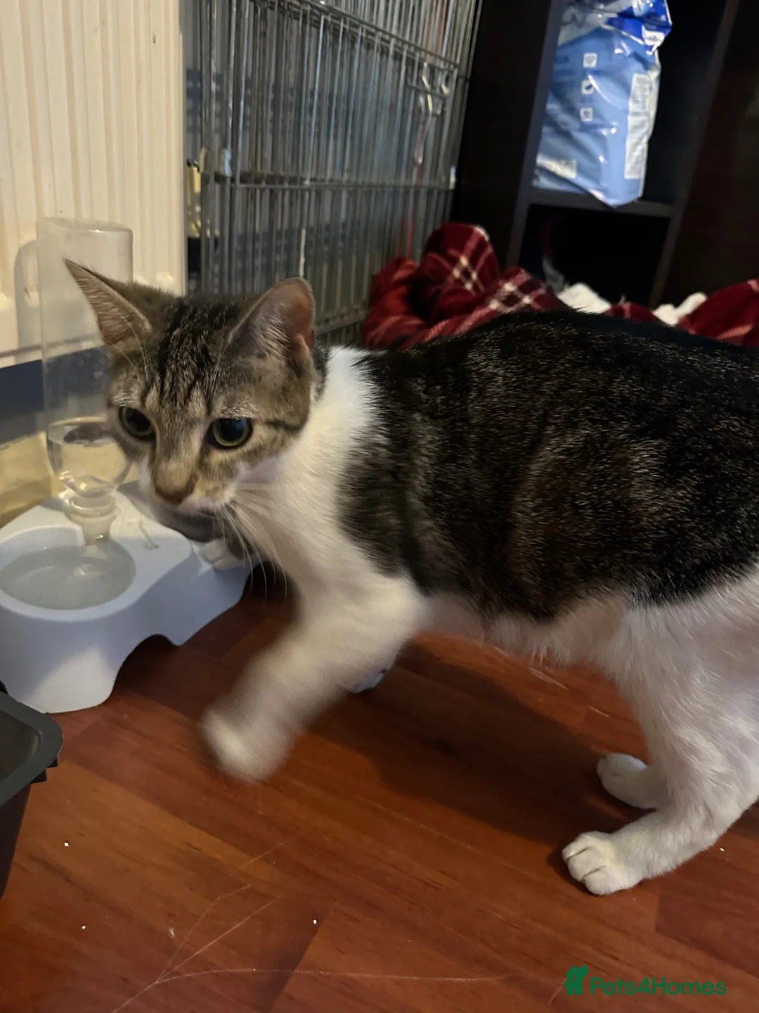 Mixed Breed cats for sale: Kittens  in Northampton - Advert 2