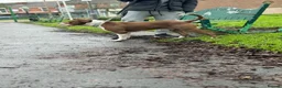 American Bully dogs for stud: Amstaff/Bully for stud - Advert 5