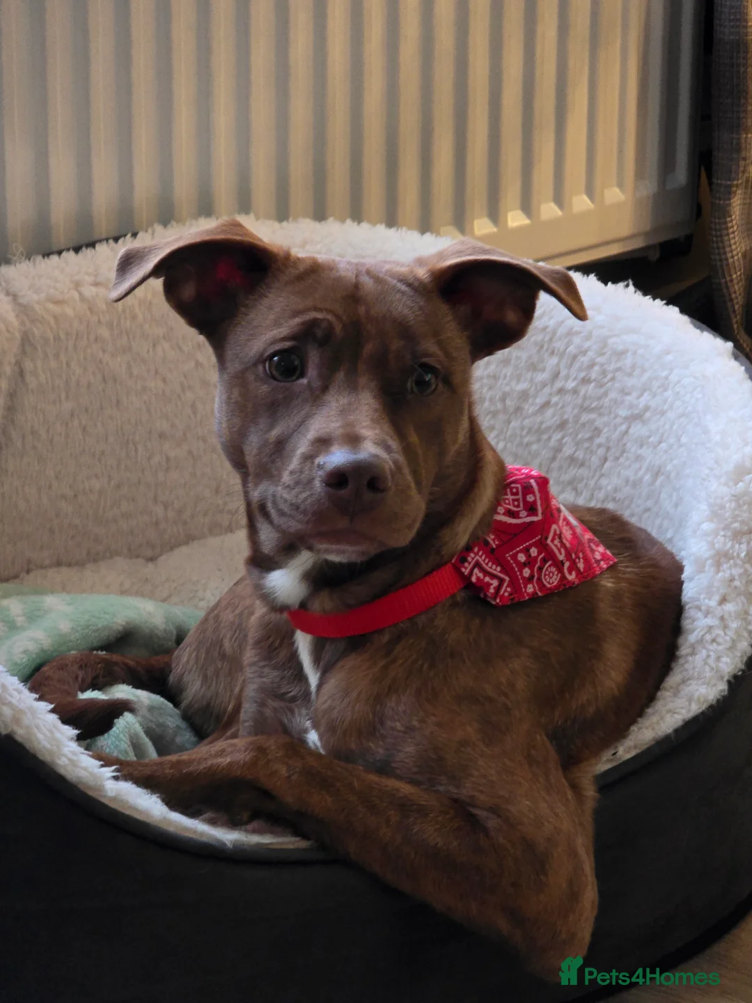 Mixed Breed dogs for sale: Bonnie - Advert 5