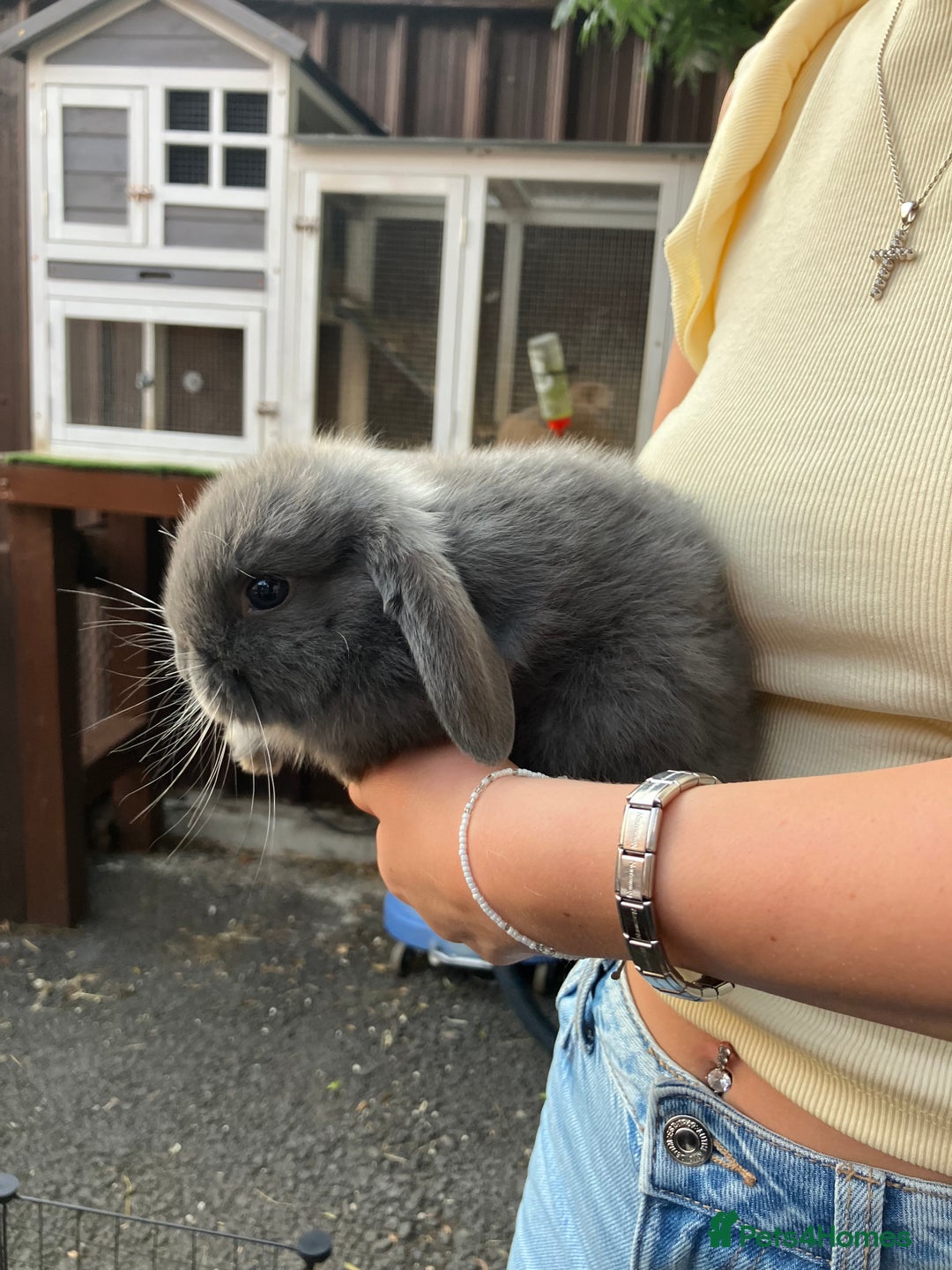 Mini Lop rabbits for sale: Beautiful mini lop bunnies - Image 13