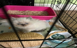 Persian cats for sale: Color point Persian kittens - Image 5