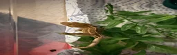 Gecko reptiles for sale: Crested gecko baby’s  - Advert 8