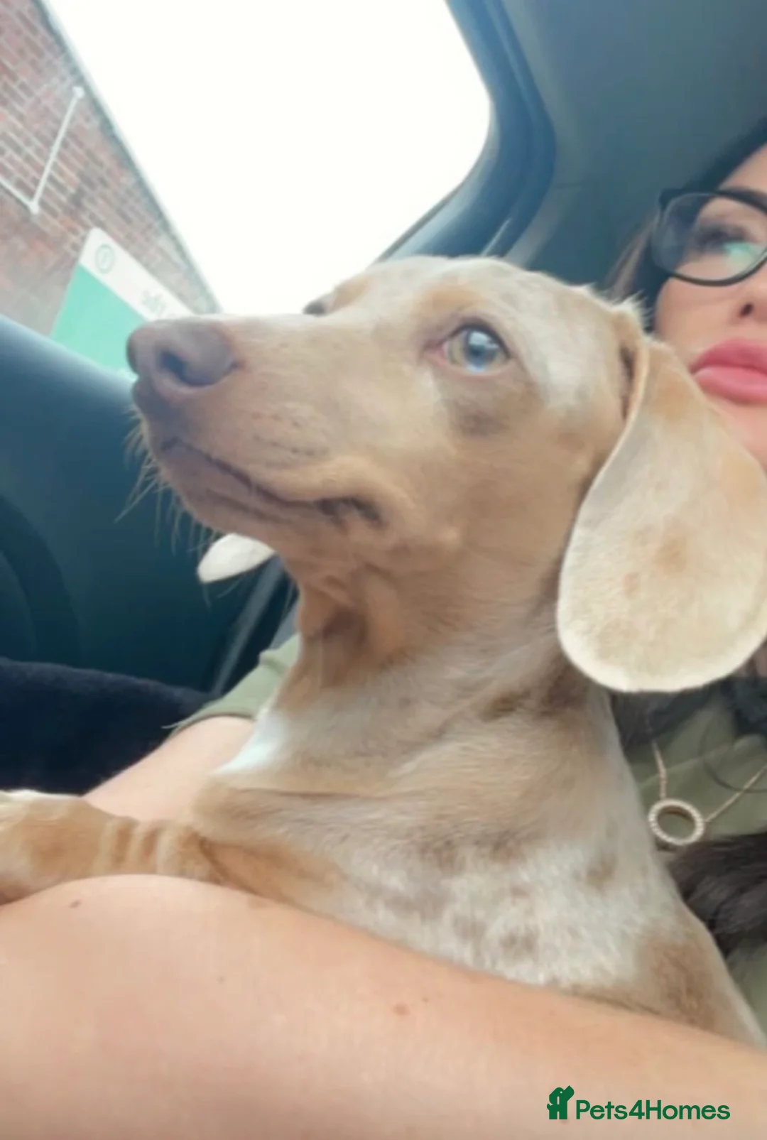 Dachshund dogs for sale: Dachshund puppies  in Liverpool - Advert 2