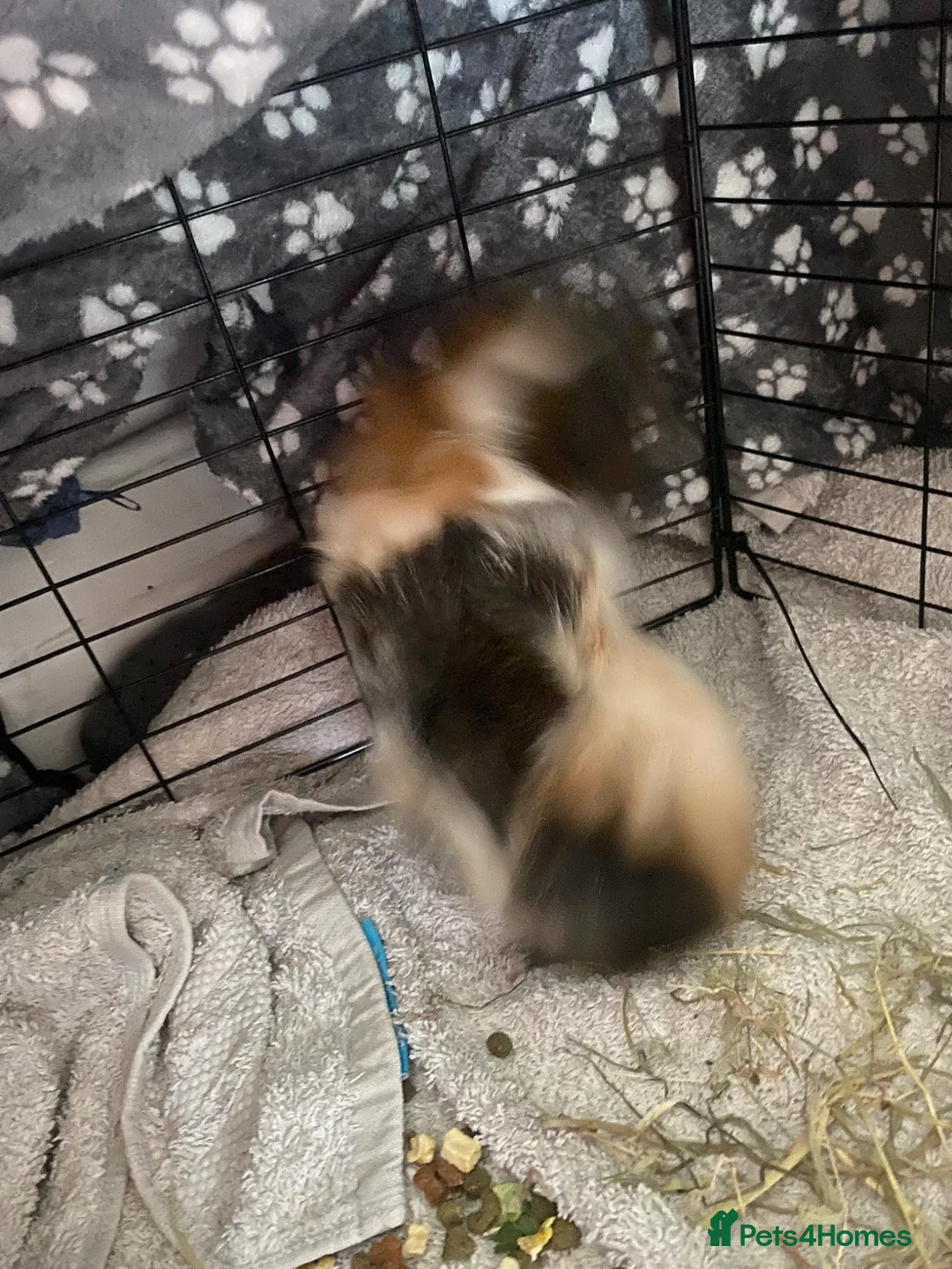 Guinea Pig rodents for sale: Mixed Guinea pigs  - Advert 1