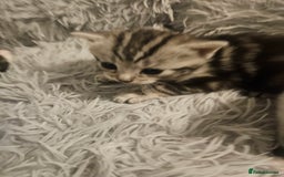 British Shorthair cats for sale: Kittens for sale - Image 9