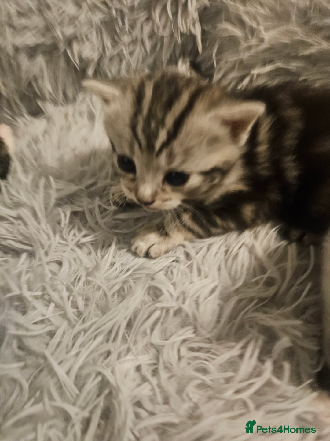 British Shorthair cats for sale: Kittens for sale - Image 9