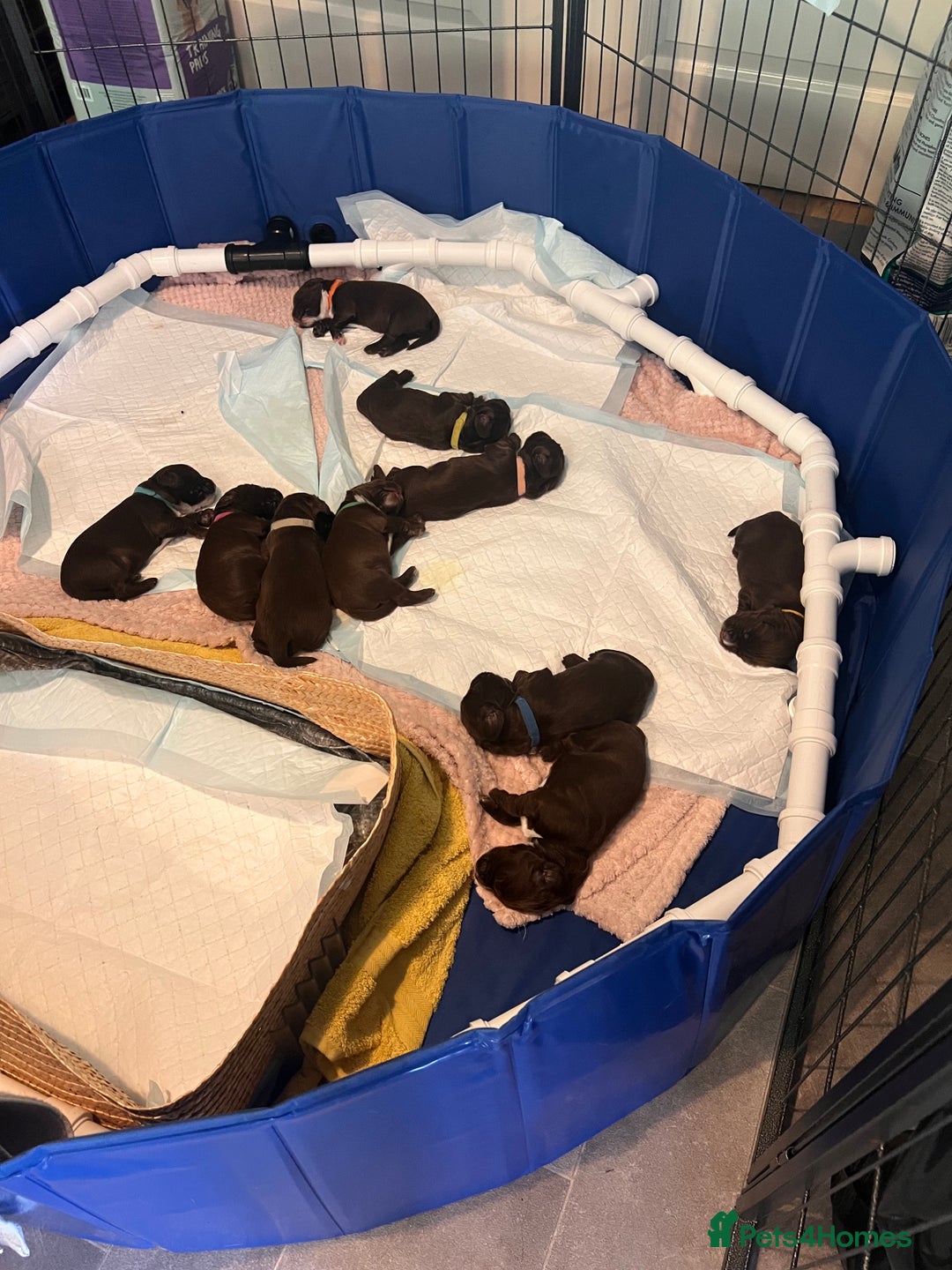 Sprocker dogs for sale: Beautiful Liver/Chocolate & White Sprocker Puppies - Image 3