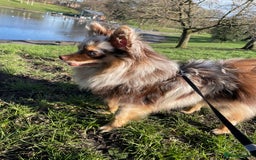 Pomsky dogs for sale: 5 High Quality Pomsky Puppies  - Advert 2