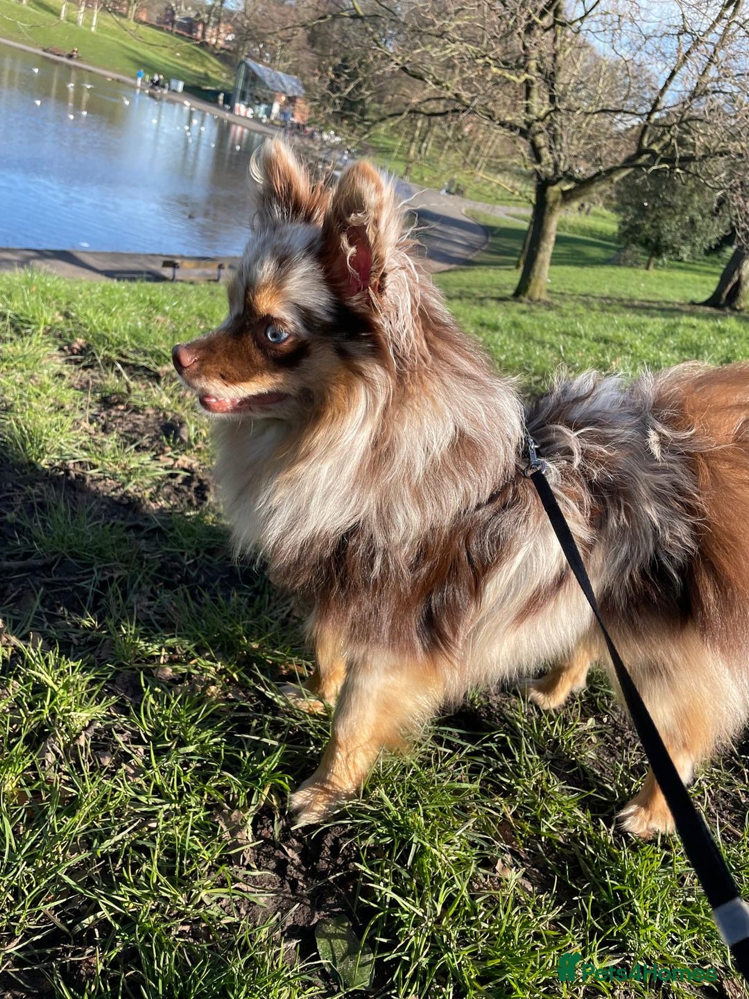 Pomsky dogs for sale: 5 High Quality Pomsky Puppies  - Advert 2