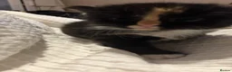 Mixed Breed cats for sale: Kittens for sale  - Advert 2