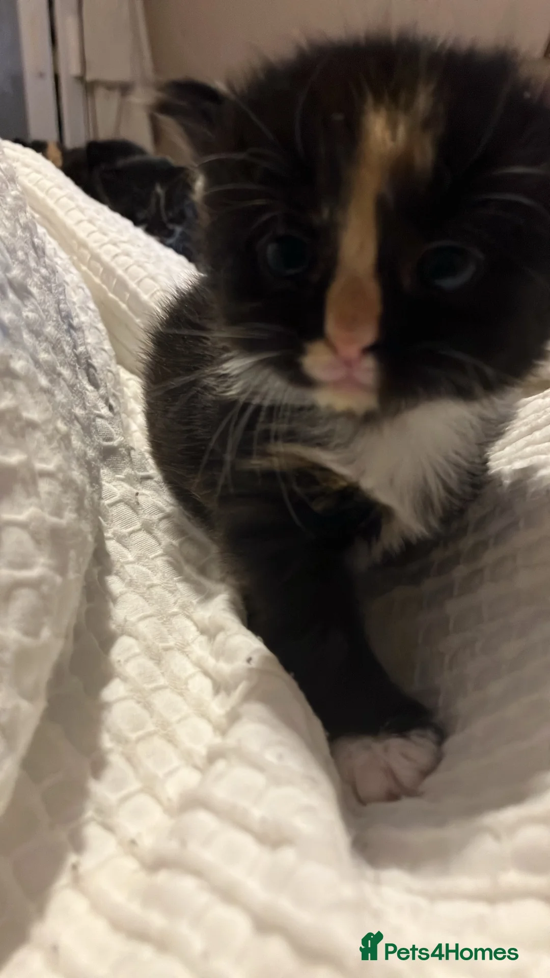 Mixed Breed cats for sale: Kittens for sale  - Advert 2