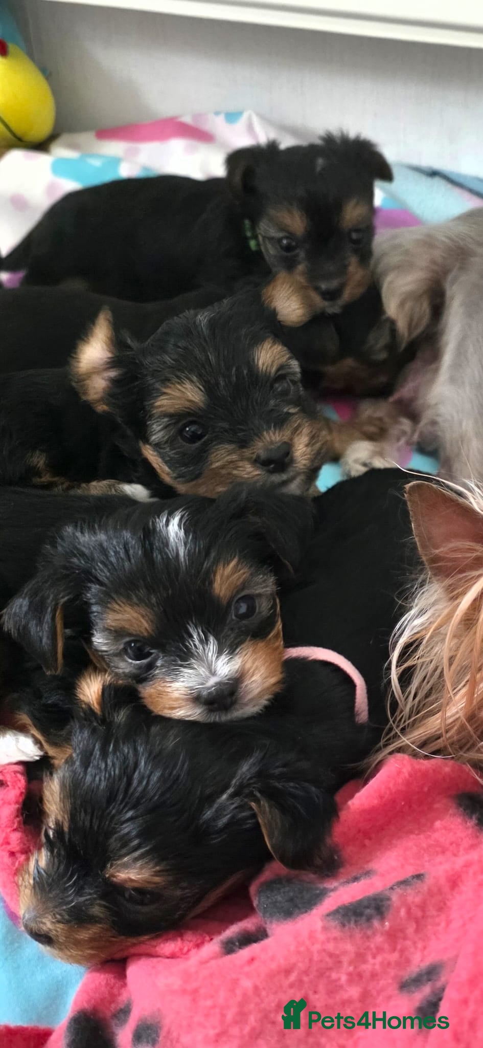 Yorkshire Terrier dogs Yorkshire puppies  - Advert 1