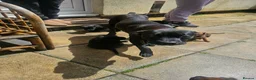 Mixed Breed dogs for sale: Amstaff x Rottwiller puppies looking for a home in Walsall - Advert 13