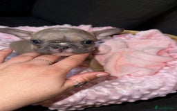 French Bulldog dogs for sale: French buldogs - Image 9
