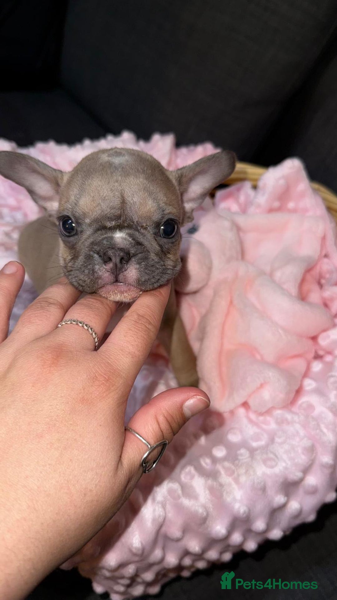 French Bulldog dogs for sale: French buldogs - Image 9
